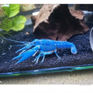 Procambarus alleni bleu