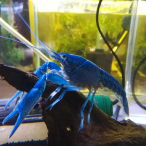 Procambarus alleni bleu