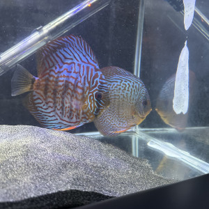 Discus