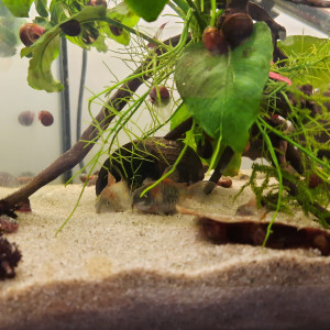 Corydoras Orange Venezuela