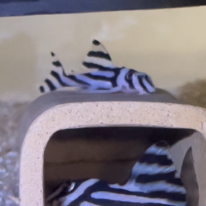 Hypancistrus zebra L46
