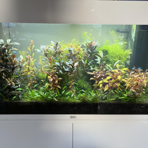 Aquarium Juwel 125L, aquascaping planté et habité