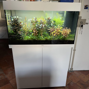 Aquarium Juwel 125L, aquascaping planté et habité