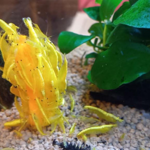 crevettes yellows néons en eau du robinet