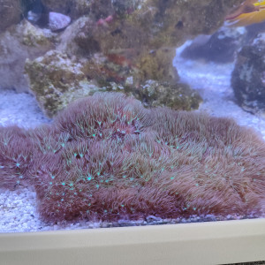 Ventes divers coraux
