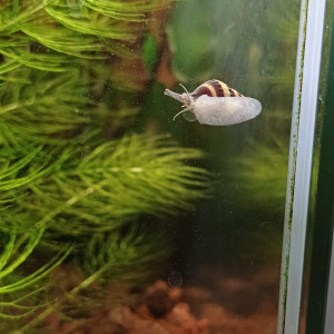 Anetone- escargot qui mange les escargots