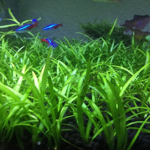 Sagittaria subulata