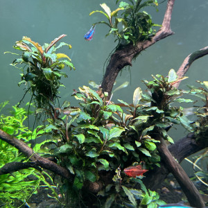 Aquarium aquascaping complet 400L