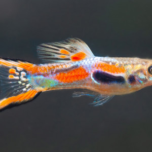 Guppy endler