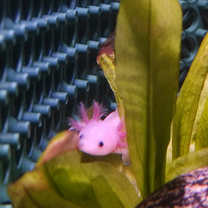 Axolotl juvénile
