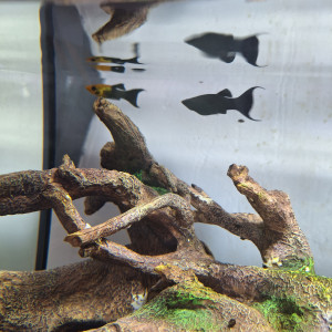 Dons poissons mollys