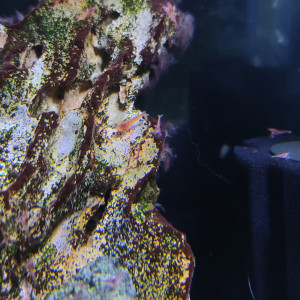 Halocaridina Rubra, crevette de Hawaï