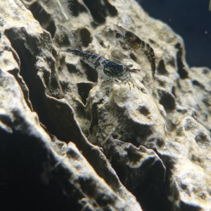 NEOCARIDINA HETEROPODA - RILI CARBON BLUE BLACK