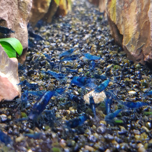 Crevette Neocaridina Blue Velvet