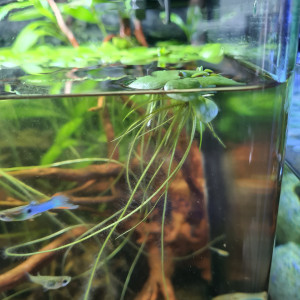 Limnobium laevigatum / grenouillettes