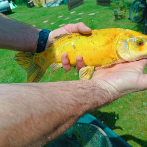 Carpes koi