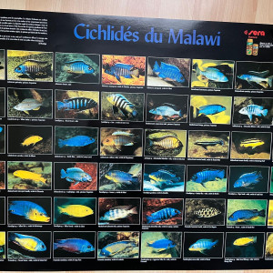 Magnifique poster avec les Cichlidés du lac Malawi