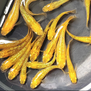 Œufs d’oryzias latipe gold (medaka)