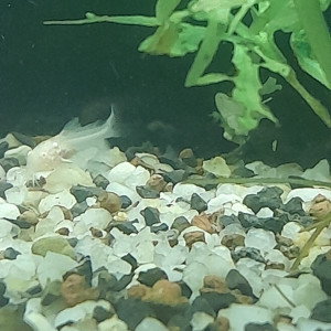 Corydoras albinos