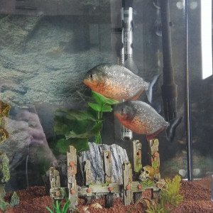 Piranha (Pygocentrus Nattereri)