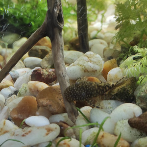 Jeune ancistrus