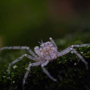Cherche crabes Limnopilos Naiyanetri