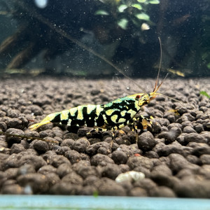 Crevettes galaxy black