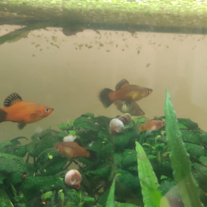 Donne platys males/femelles adultes et juveniles