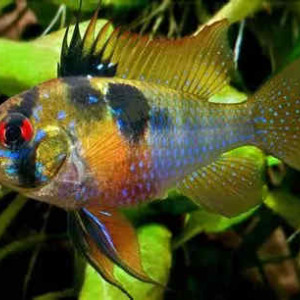 Mikrogeophagus ramirezi