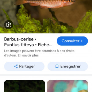 Barbus cerise