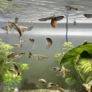 A vendre: Guppys