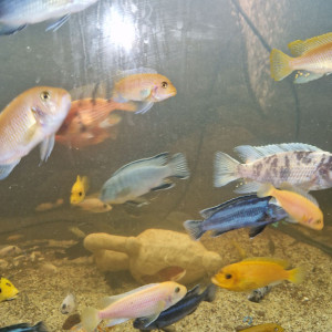 Cichlidés lac malawi