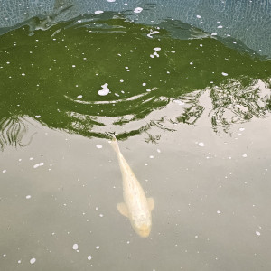 Poisson Carpe Koi différentes couleurs, différentes tailles