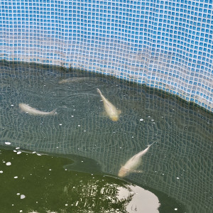 Poisson Carpe Koi différentes couleurs, différentes tailles