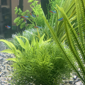Aquarium de 85L avec poissons et meuble