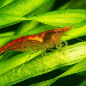 Crevettes rouges