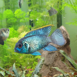 Acara Bleu
