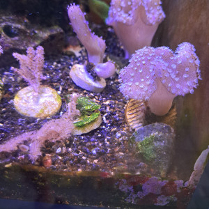 Divers coraux mous et gorgonnes à vendre