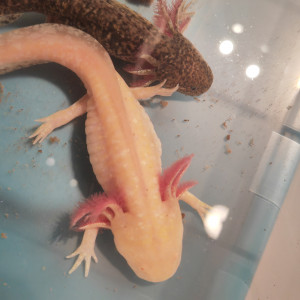 Axolotls