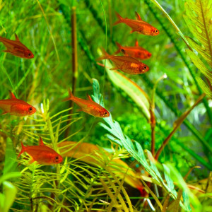 10 tetras Amandae et 10 Corydoras Pygmaeus