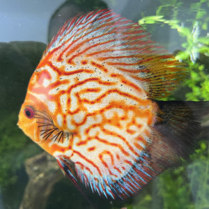 Groupe de discus