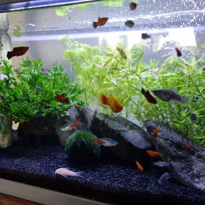 Vend platys argentés, rouge et noir ou orange