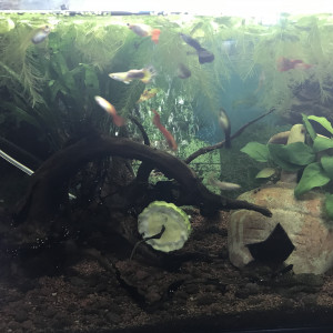 donne des guppys