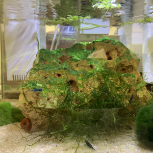 Don Guppy alevin