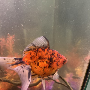 Vend poisson japonais race ryukin