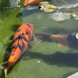 Lot de 7 magnifiques carpes koï