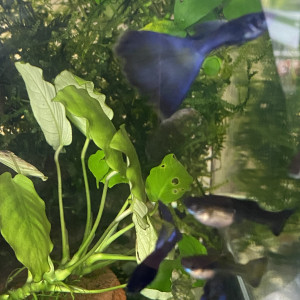 pelvicachromis pelmato pulcher kribensis