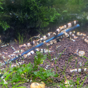 Crevettes caridina et Néocaridina