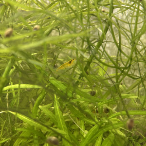 vente de poissons