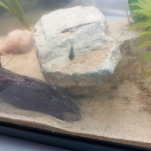 Bébé Ancistrus